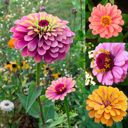 🌸 Kit 50 Semillas de Flores Zinnia Multicolor | Transforma tu Jardín en un Espectáculo de Color