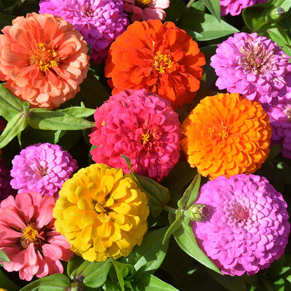 🌸 Kit 50 Semillas de Flores Zinnia Multicolor | Transforma tu Jardín en un Espectáculo de Color
