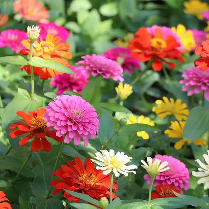 🌸 Kit 50 Semillas de Flores Zinnia Multicolor | Transforma tu Jardín en un Espectáculo de Color