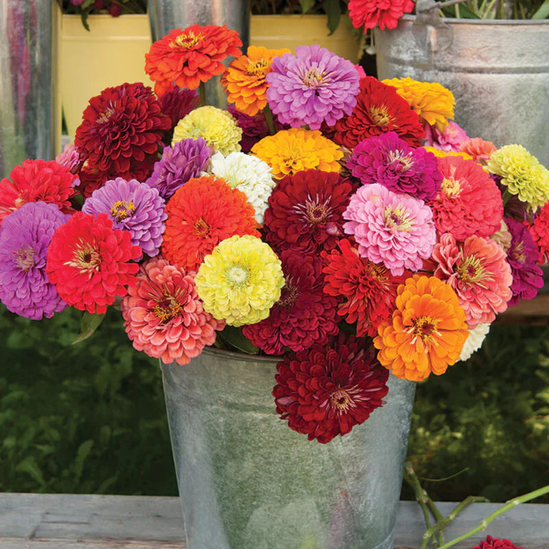 🌸 Kit 50 Semillas de Flores Zinnia Multicolor | Transforma tu Jardín en un Espectáculo de Color