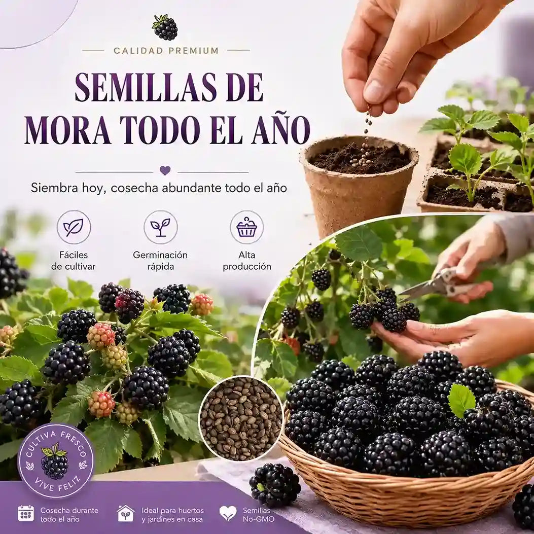 🫐 Kit 100 Semillas de Mora | Disfruta Moras Frescas Todo el Año